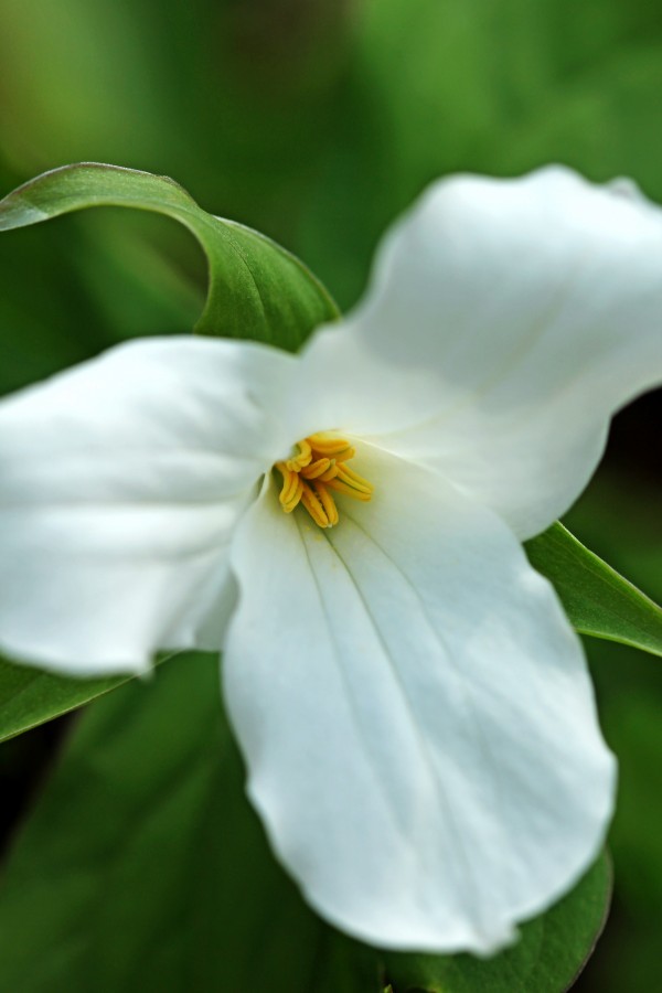 White Wake Robin by Deb Oppermann